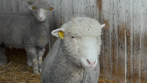 Tribal sheep. Stock Footage 124006209