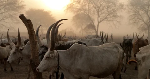 Tribe People on the Dinka cattle camp. South Sudan Stock Footage 128193396