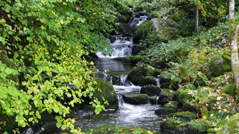 Triberg water falls, Mountain stream flowing through a lush green forest Stock-Footage 339264641