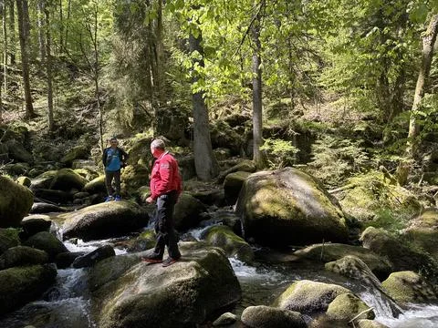 Triberg waterfall and forest stream in spring landscape 库存照片