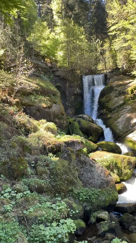 Triberg Waterfalls And Forest Bridge In Black Forest Germany Stock Footage 334752398