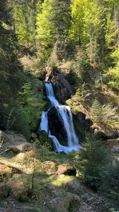 Triberg Waterfalls And Forest Bridge In Black Forest Germany Stock Footage 334752409