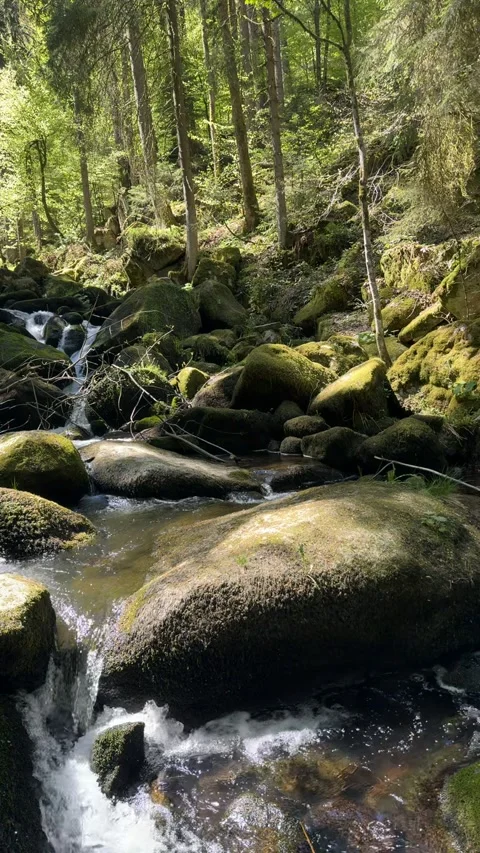 Triberg Waterfalls And Forest Bridge In Black Forest Germany Stock Footage 334752430