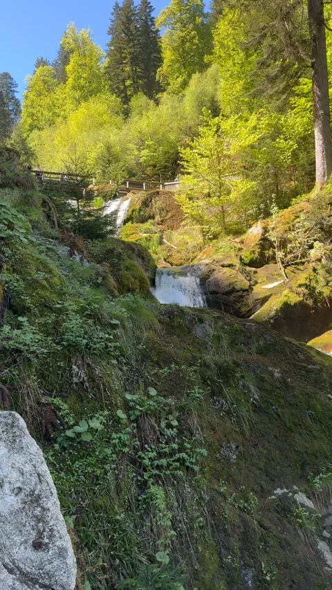 Triberg Waterfalls And Forest Bridge In Black Forest Germany Stock Footage 334752431