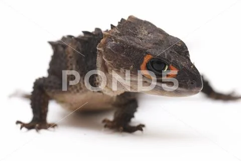 Tribolonotus Gracilis, Red-Eyed Crocodile Skinks lizard isolated on white backgr Stock Photos