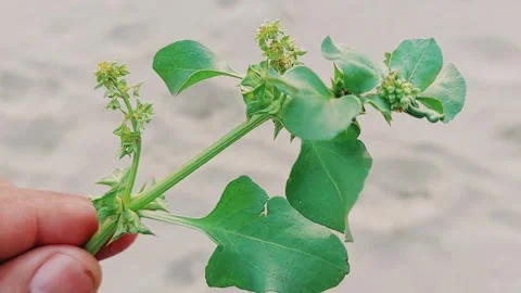 Tribulus Terrestris Close Up Showing Sharp Thorns Yellow Flowers Detail Stock Footage 333493402