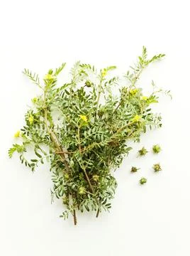 Tribulus terrestris on white Stock Photos