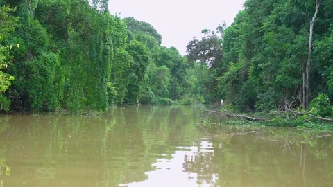 Tributary of Kinabatangan river Stock-Footage 82177664