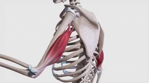 Triceps Muscle Movement Video stock 318013025