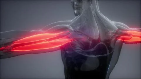 Triceps - Visible muscle anatomy map Stock Illustration