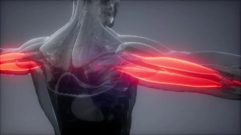 Triceps - Visible muscle anatomy map Stock Illustration