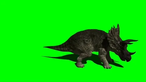 Triceratops Attacking on Green Screen 02 Stock Footage 221493850