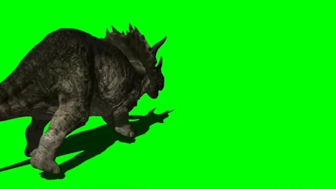 Triceratops Attacking on Green Screen 03 Stock Footage 221493858
