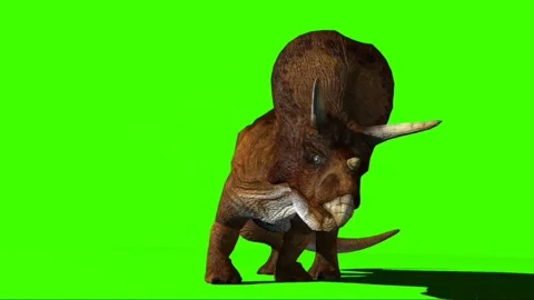 Triceratops Looking on Green Screen 01 Stock-Footage 221433463