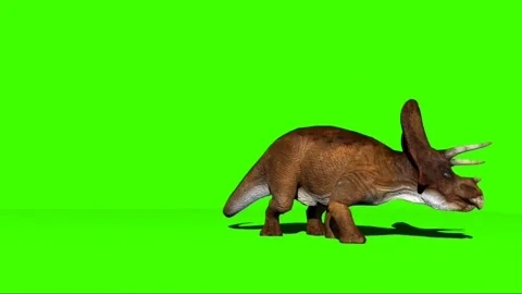 Triceratops Looking on Green Screen Stock Footage 221433137