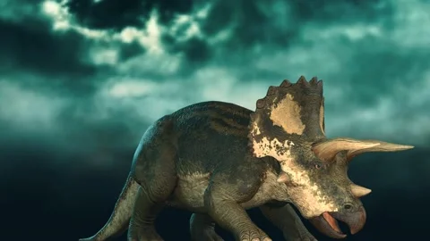 Triceratops shaking head at camera approach Stock Footage 167247120