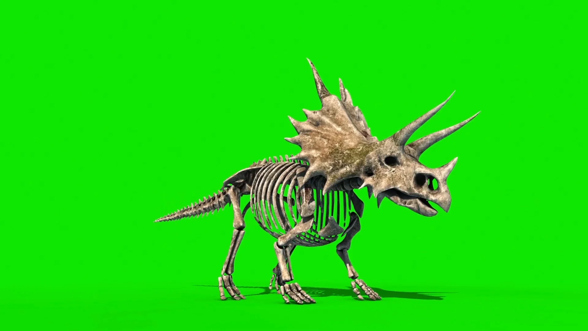 jurrasic park triceratops skull