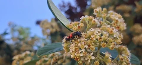 Trichodes apiarius beetle on flowers 動画素材 337765793