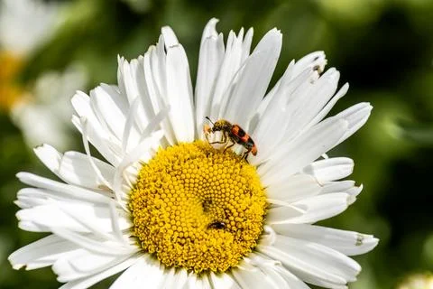 Trichodes apiarius beetle orange and black on chamomile flower Stock Photos