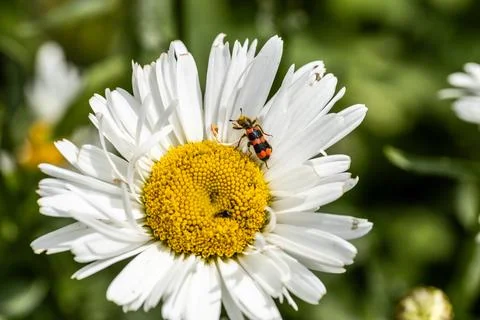 Trichodes apiarius beetle orange and black on chamomile flower Stock Photos