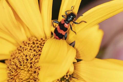 Trichodes apiarius a rare type of beetle pollinates flowers Foto stock