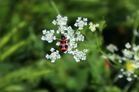 Trichodes apiarius on the Torilis (Hedge parsleys) Stock Photos