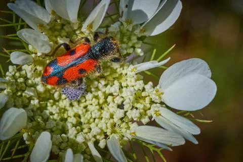 Trichodes bug sitting on a plant macro photo Stock Photos