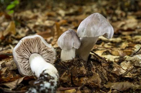 Tricholoma sciodes Stock Photos