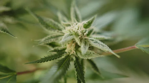 Trichome filled marihuana cbd thc bud flowering pre harvest cannabis flower Stock Footage 274595053