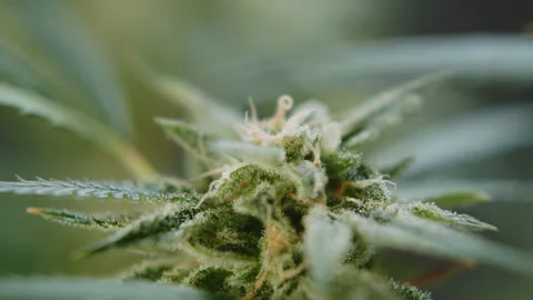 Trichome filled marihuana cbd thc bud flowering pre harvest cannabis flower Stock Footage 274595375