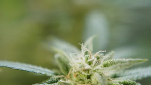 Trichome filled marihuana cbd thc bud flowering pre harvest cannabis flower Stock Footage 274599892