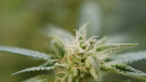 Trichome filled marihuana cbd thc bud flowering pre harvest cannabis flower Stock Footage 274599962