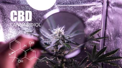 Trichomes close up view. cannabidiol elements Stock Photos