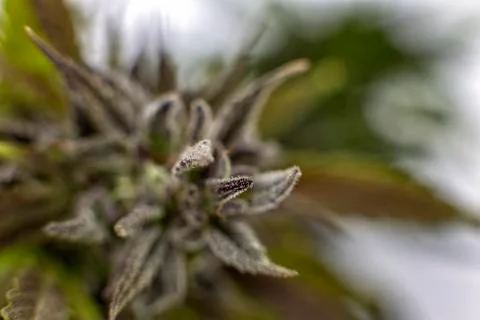 Trichomes Stock Photos