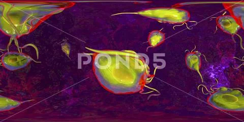 Trichomonas vaginalis protozoan, 360 degree panorama view: Graphic ...