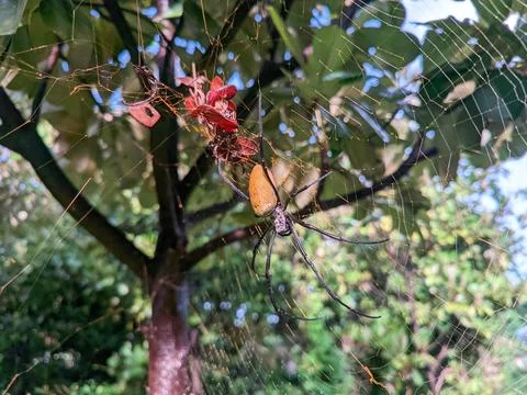 Trichonephila edulis Stock Photos