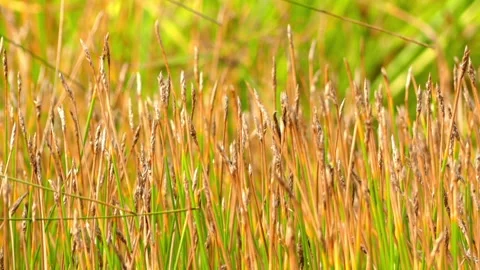Trichophorum cespitosum, commonly known as deergrass or tufted bulrush, is fl Stock Footage 171243062