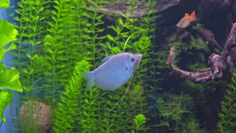 Trichopodus microlepis. Stock Footage 170176660