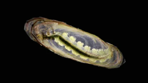 Trichoptera larva under a microscope, family Hydroptilidae. Stock Footage 160357953