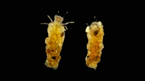 Trichoptera larvae under the microscope, of the Apataniidae family. Endemic to Stock Footage 140122908