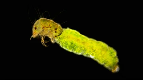 Trichoptera larvae under the microscope Stock Footage 107550133