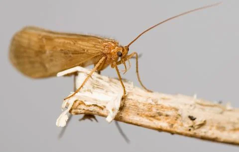 Trichoptera Stock Photos
