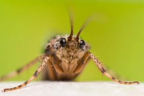 Trichoptera Stock Photos