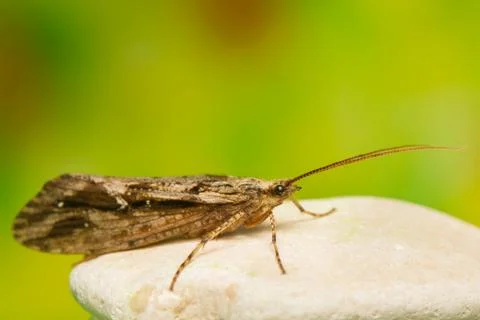 Trichoptera Stock Photos