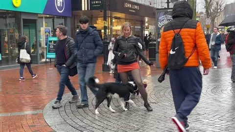 Trick Dog Dances In Town Centre, Reading, Berkshire, England, UK - 08 Feb 2025 Stock Footage 301575851