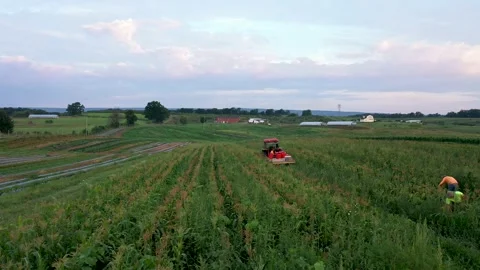 Tricking shot to the right of men picking corn in a field and loading it onto a Stock Footage 135896092