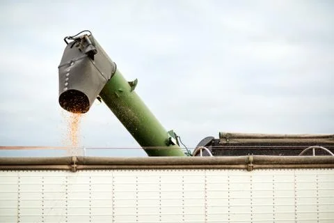 Trickle of corn kernels from a combine harvester Stock Photos