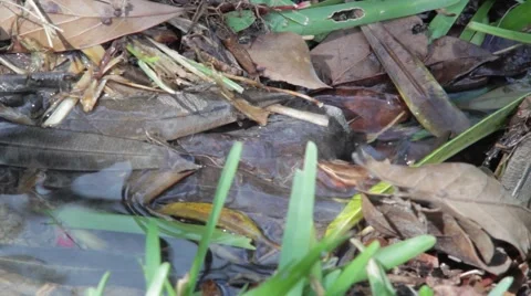 Trickle of drainage water through grass and leaves Video stock 49213076