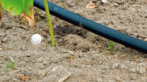 Trickle drip drop water irrigation timelapse Stock Footage 66726801