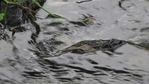 A trickle of a mountain stream after rain in the mountains of East Asia Stock Footage 284948070